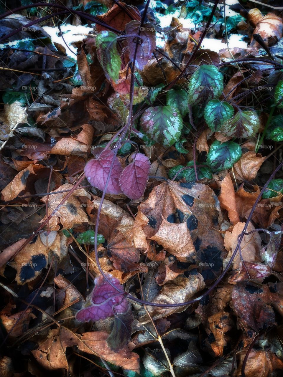 Jesienno zimowa kompozycja