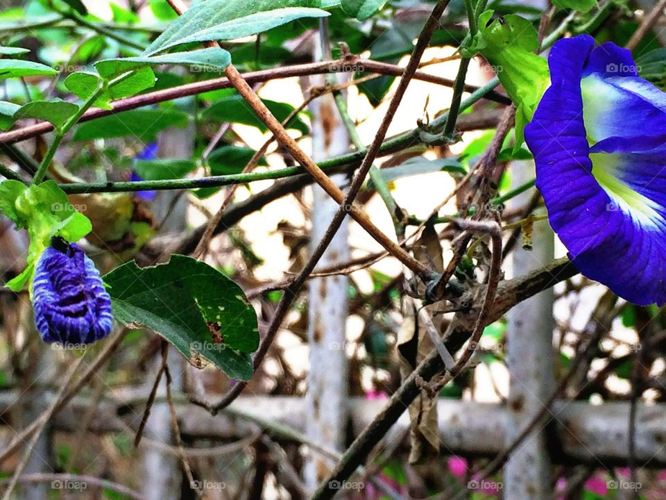 Flowers In Bangladesh