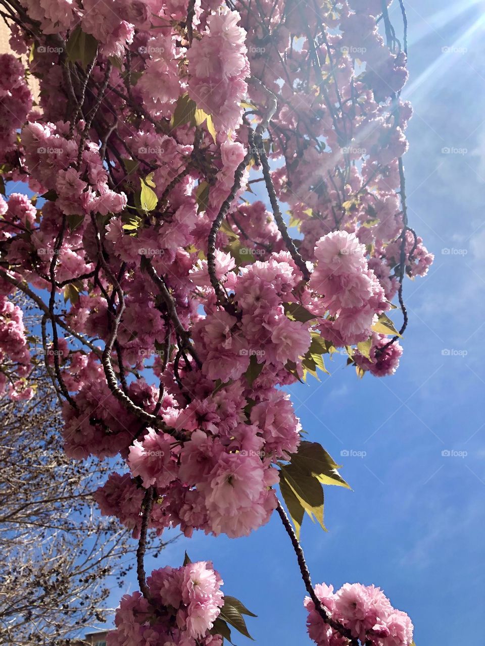 The wonderful cherry blossoms in Alexandria 