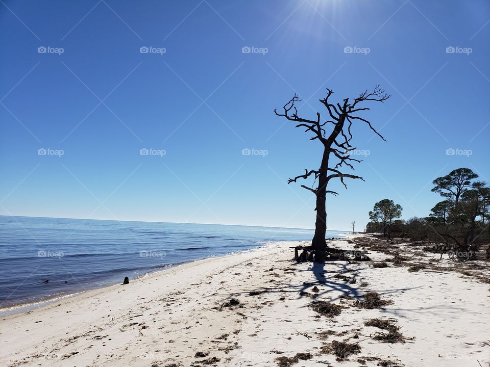 old tree on Florida beach