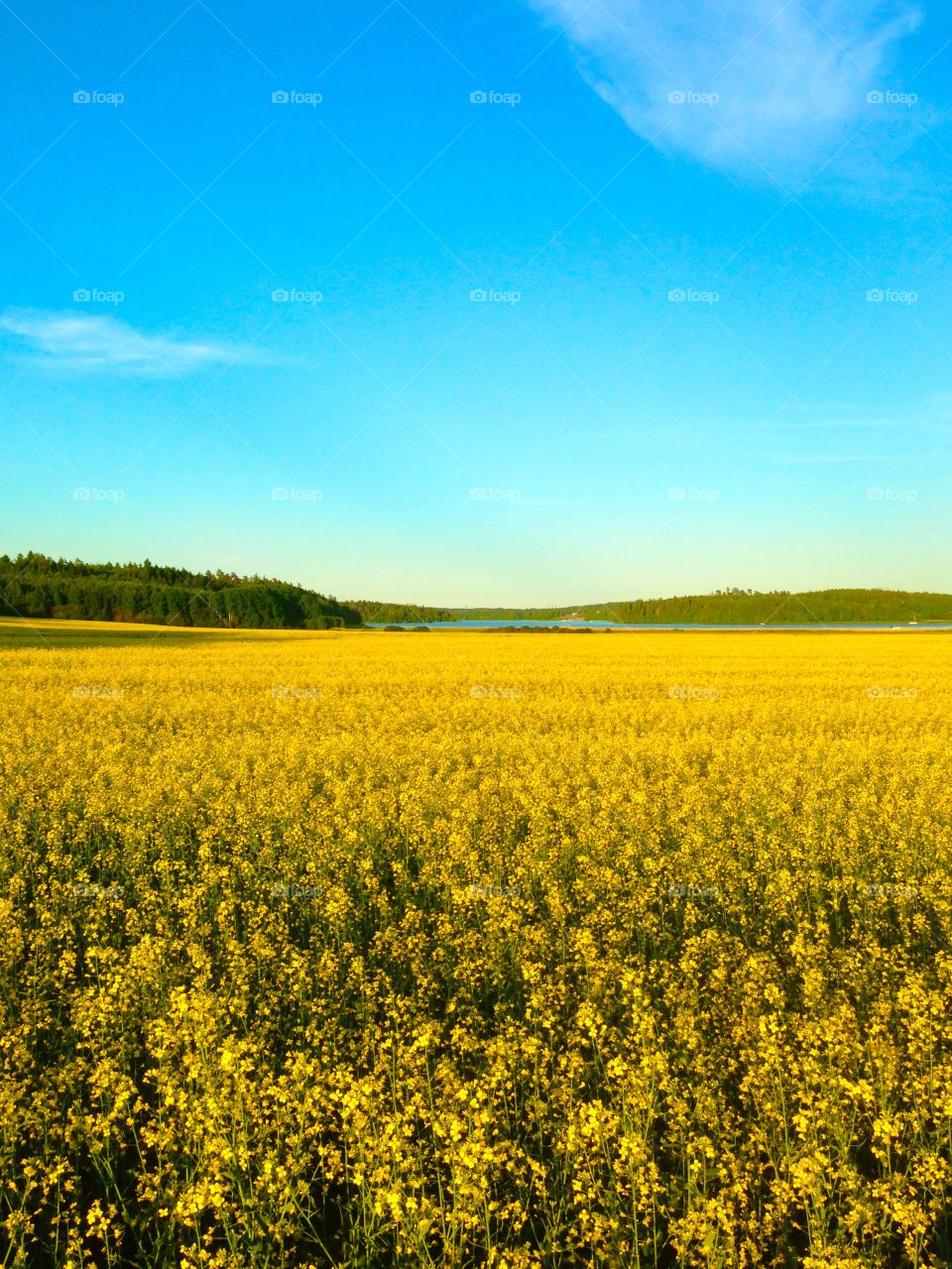 Yellow . Yellow fields! 