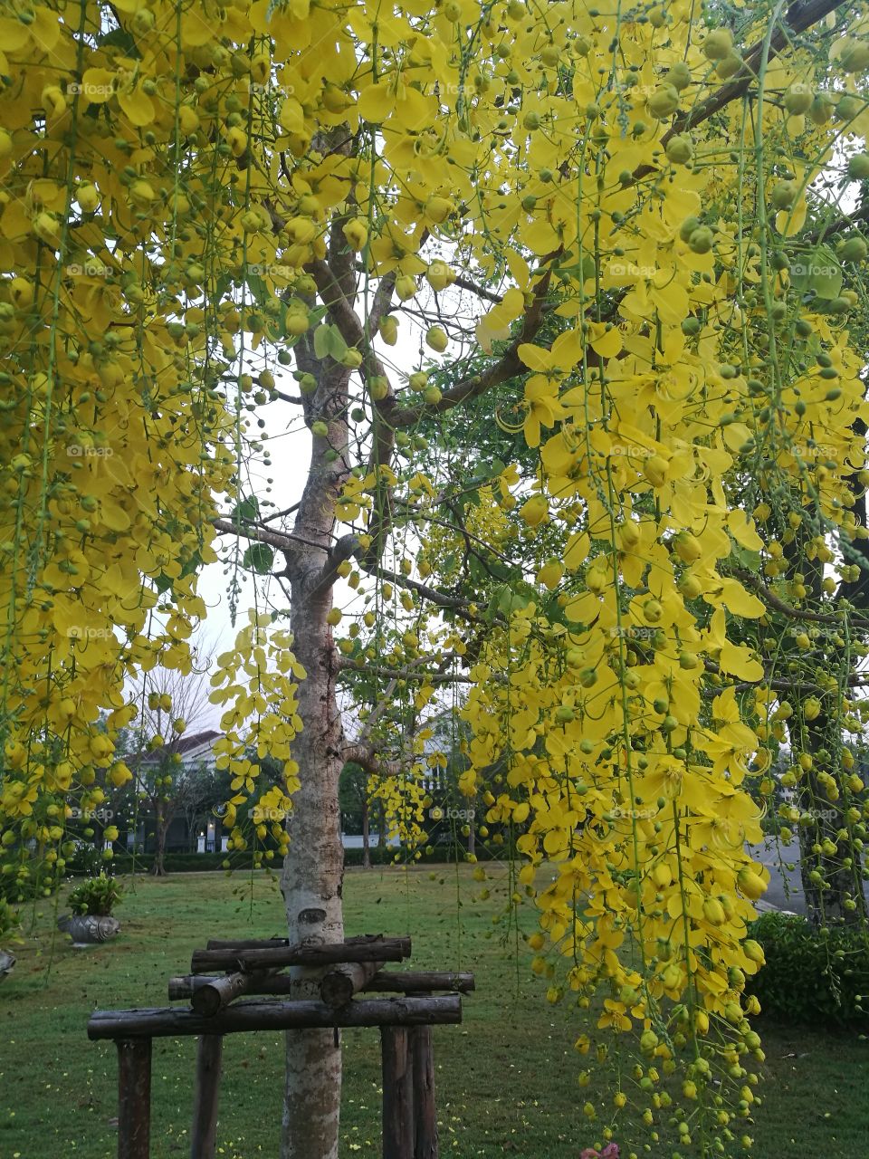 Cassia fistula tree with bouquet of beautiful yellow flowers.