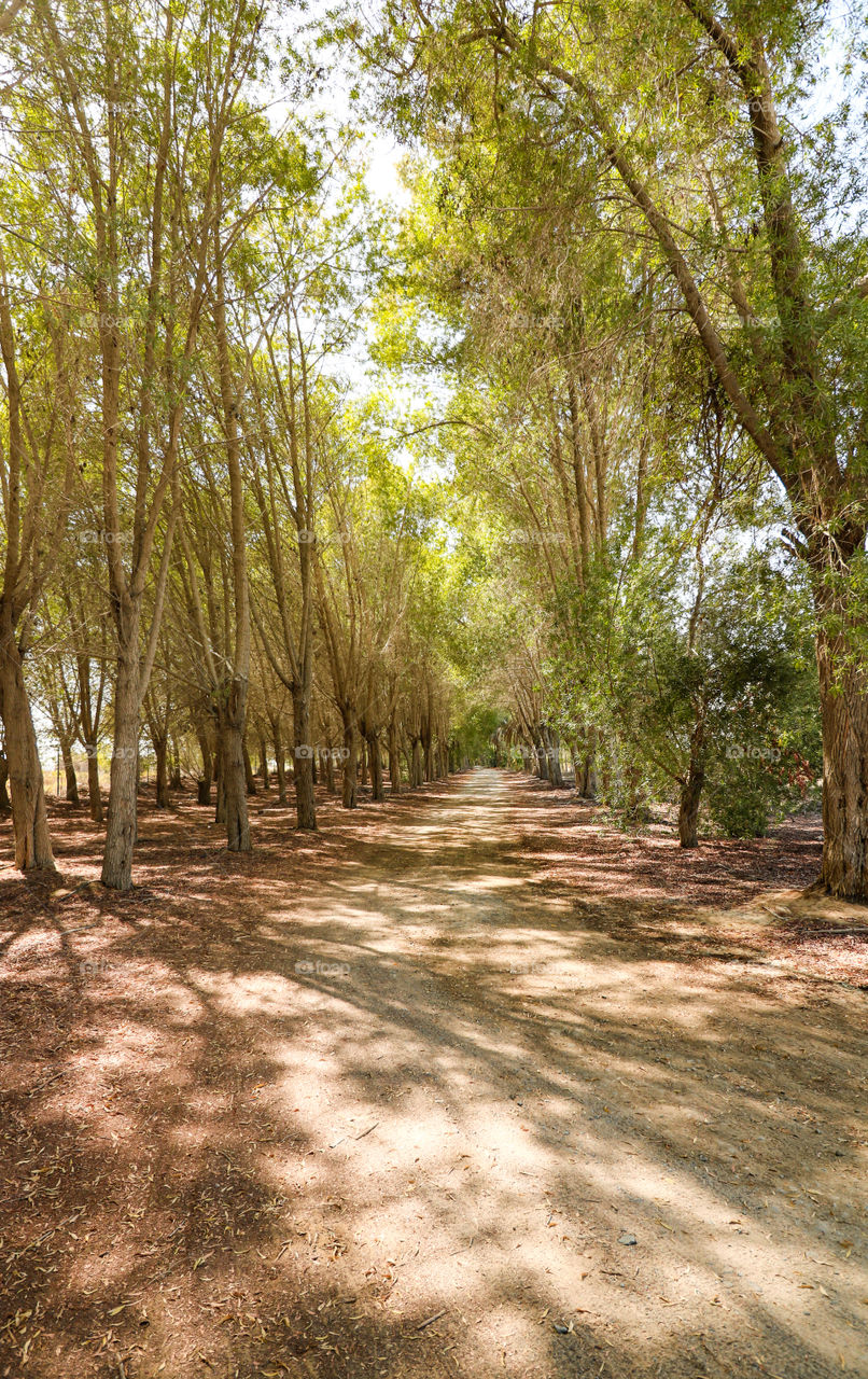 Forest Trail