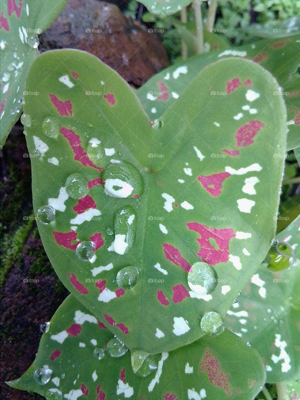 Rain drop's on the leaf