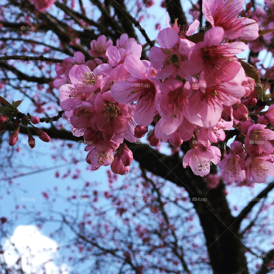 Sakura in my country!