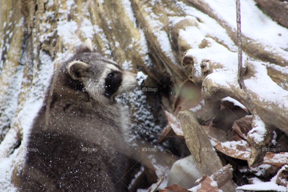 Raccoon With Snowy Nose