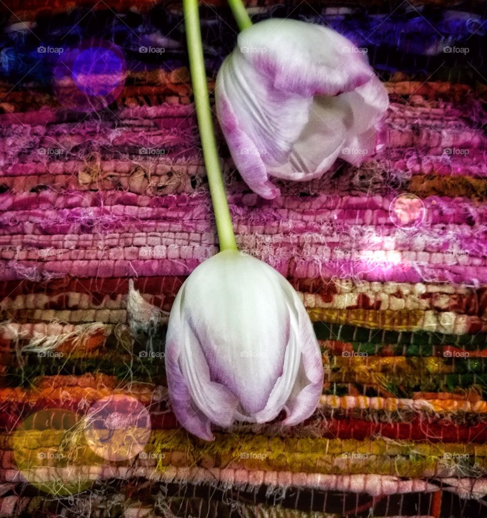 Day no people textured color Tulips flowers still life