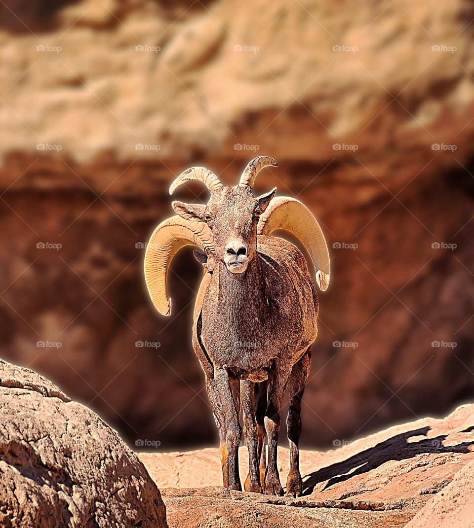 Peek-a-boo Ibex two. Portrait of an Ibex - or is it? Count the horns and count the feet!
