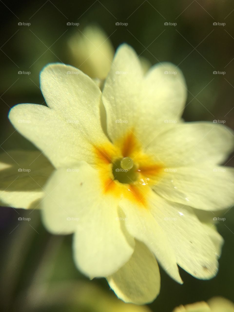 Primrose closeup