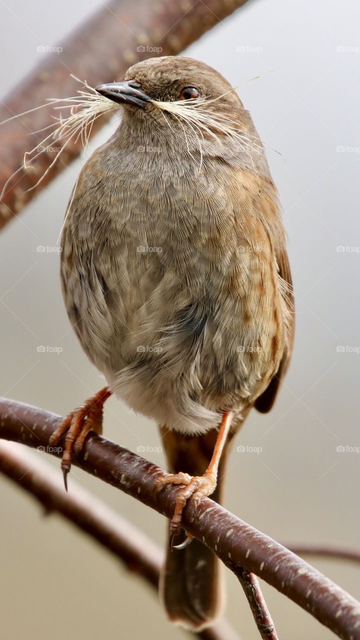 Dunnock 