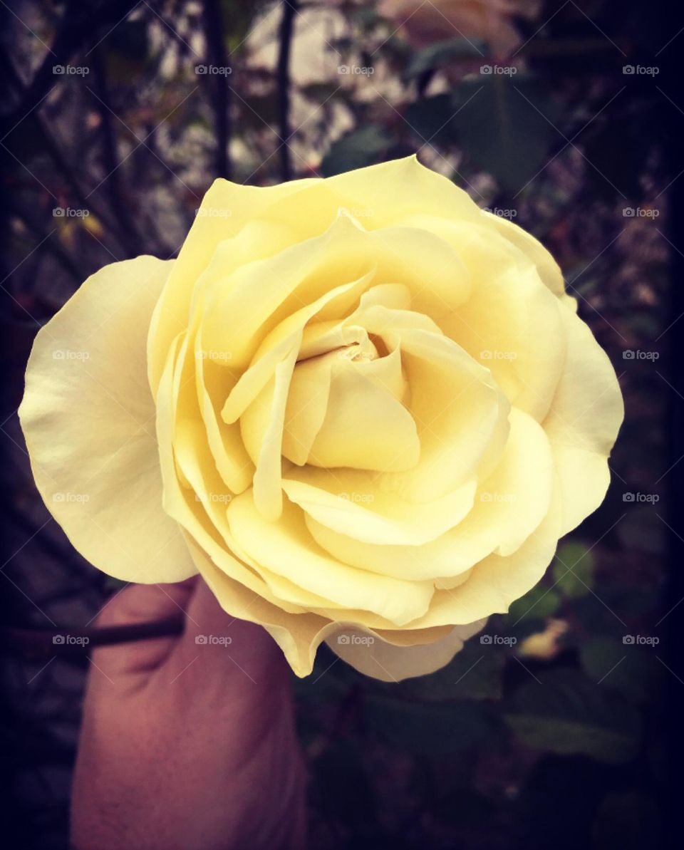 🌹 🇺🇸 Very beautiful flowers to brighten our day.  Live nature and its beauty. Did you like the delicate petals? / 🇧🇷 Flores muito bonitas para alegrar nosso dia. Viva a natureza e sua beleza. Gostaram das pétalas delicadas? 