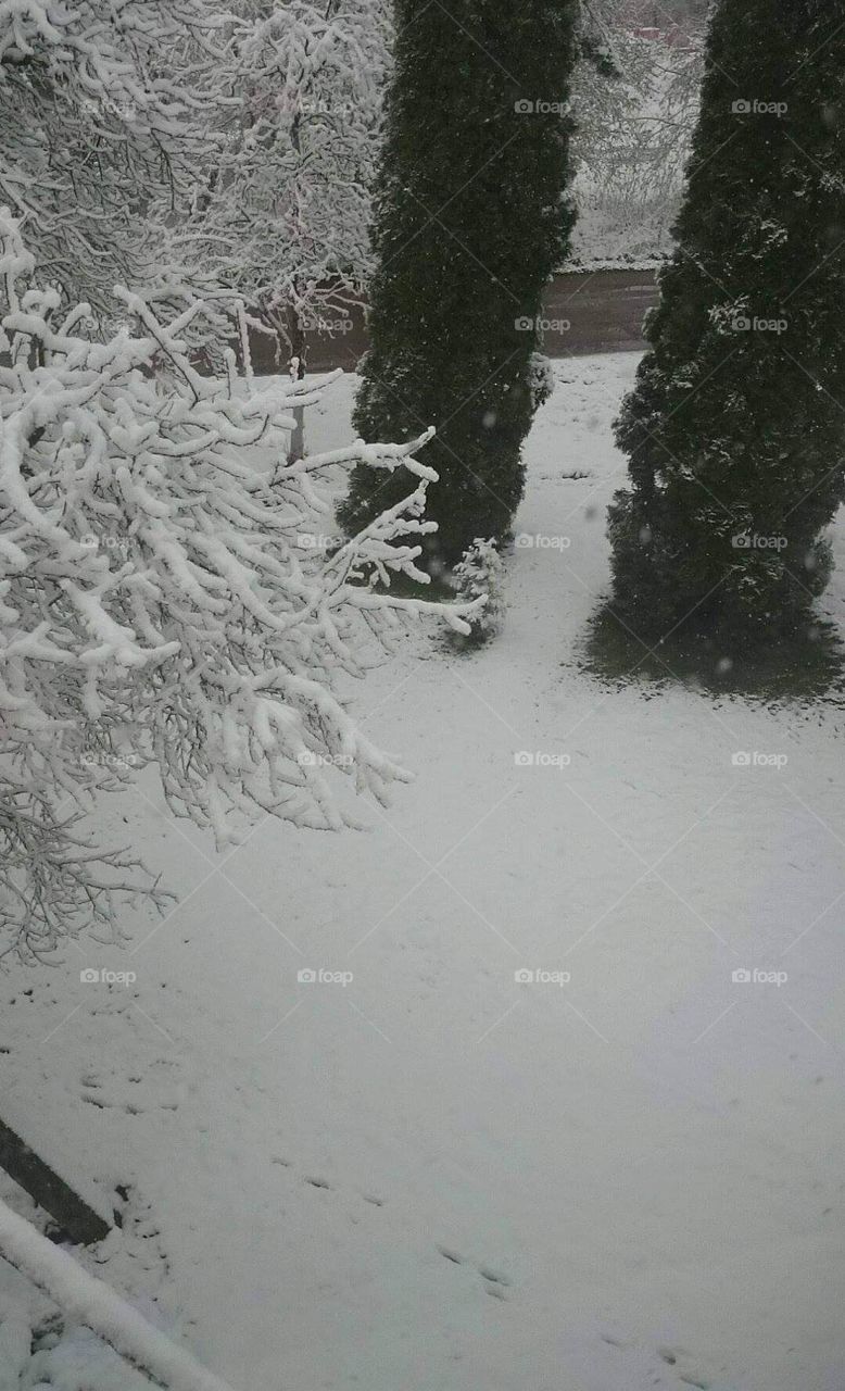 Winter. Snow is everywhere. It is so white.