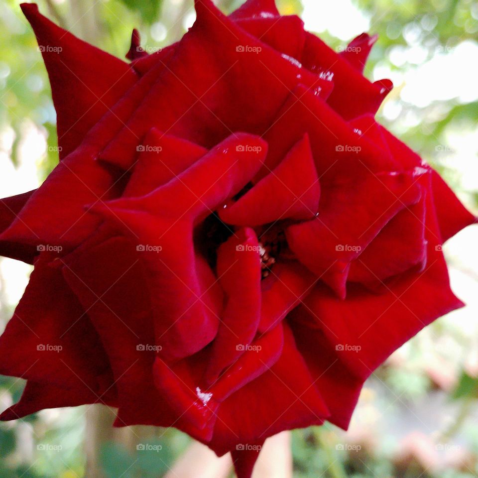 Red rose, the most beautiful.