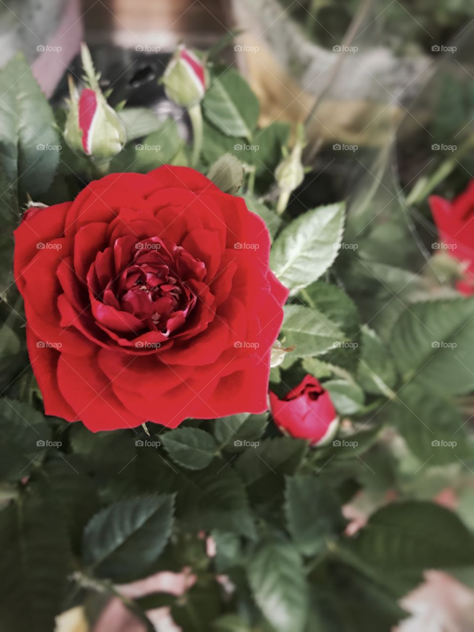 Red rose #flower #petals #wedding #love #romantic