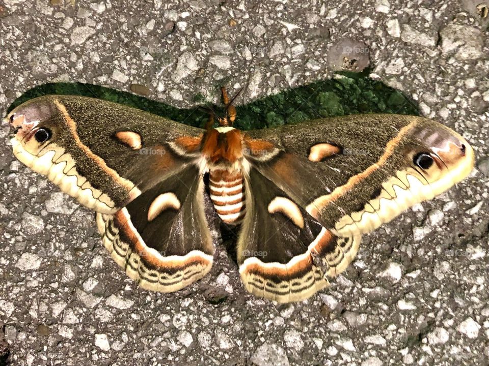 Hyalophora atlas moth on pavement in urban parking lot summer afternoon sunny weather nature bugs insects wildlife