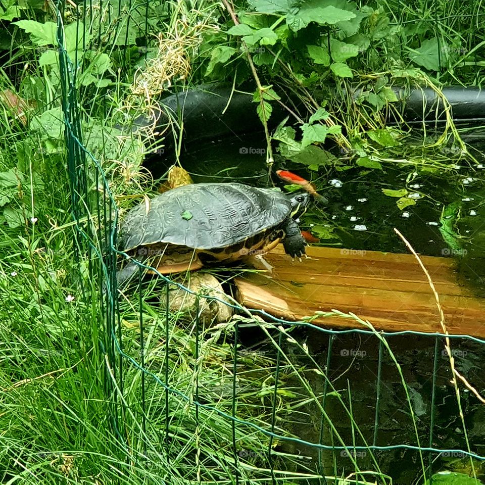 Leonardo the red-eared slider. In the pond, above water