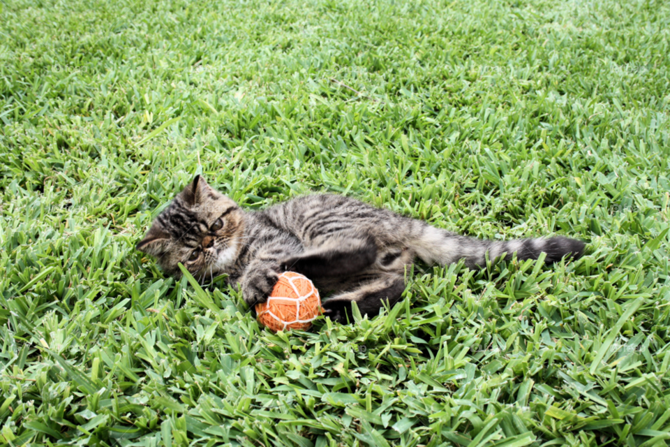 nature cat animal playing by javiercorrea15