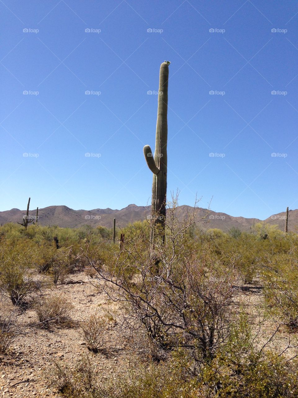Cactus strong. Tucson cactus 