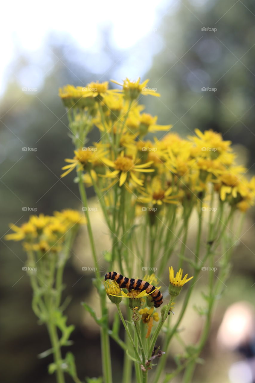 caterpillar on a flower