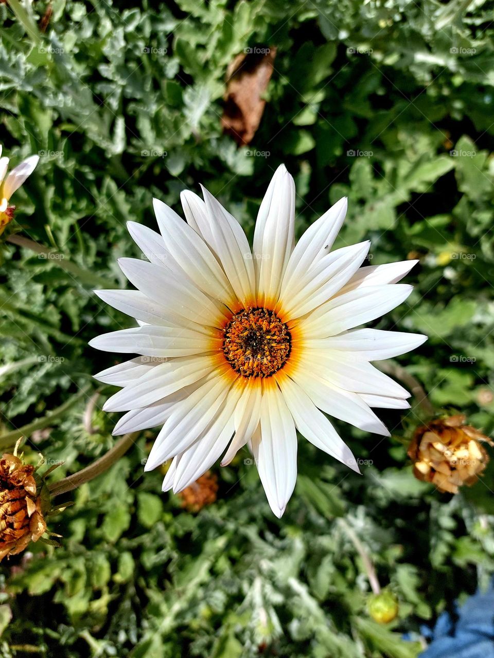 Arcrotis flower