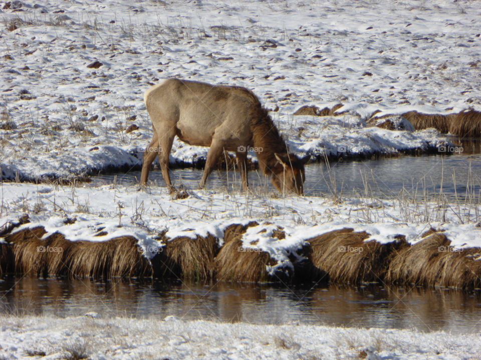 An Elk at Yellowstone