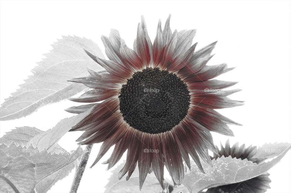 flower sunflower bw detail by resnikoffdavid