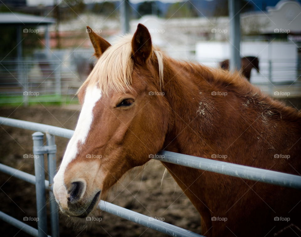 Horse in farm