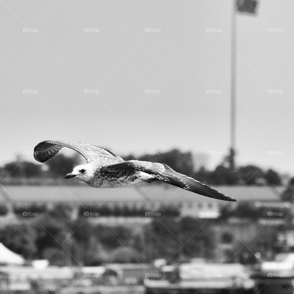 Seagull flying in sky