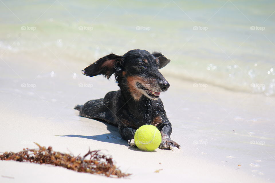 Pet dog taking a rest from playing fetch at the beach