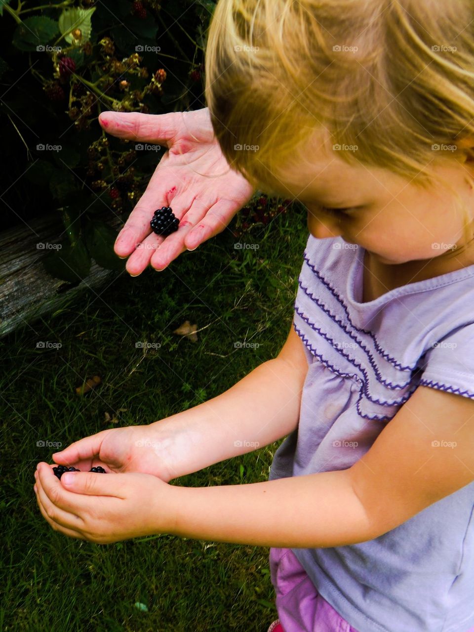 Picking blackberries