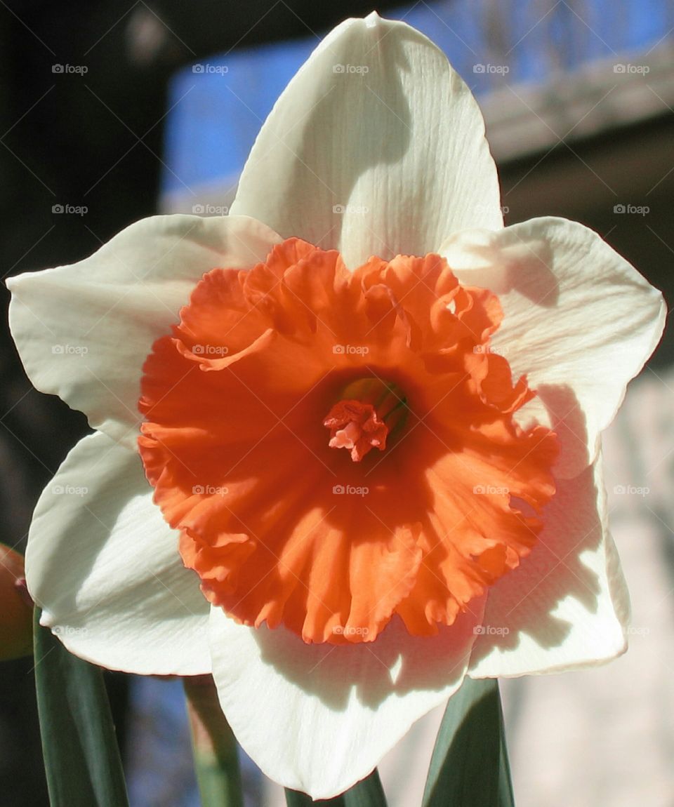 Orange Daffodil Bloom
