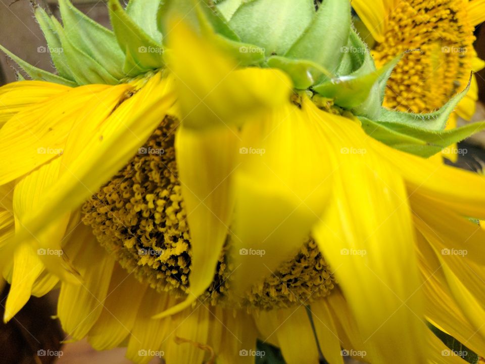 Happy Sunflowers