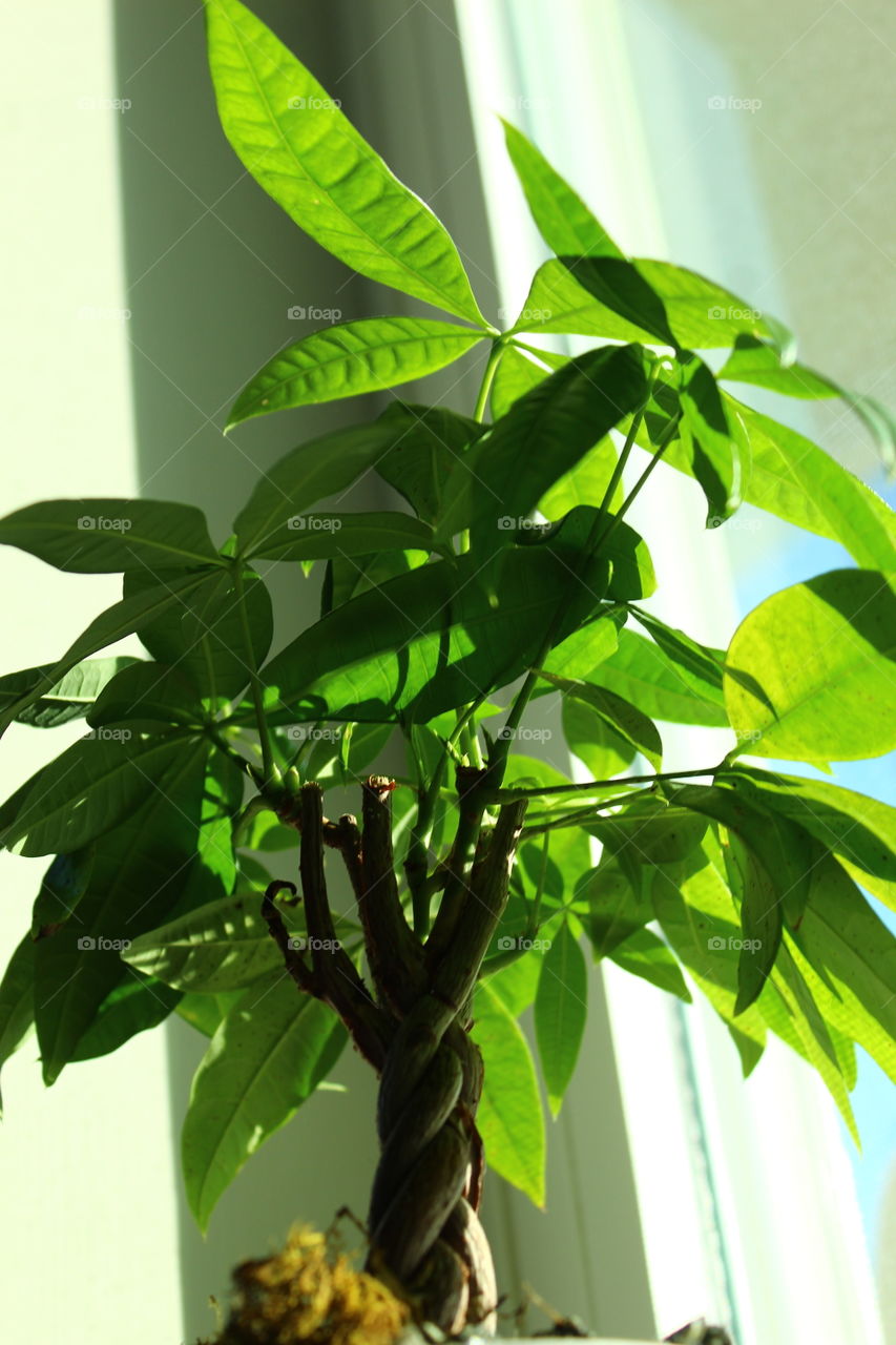 A Money Tree in the Sun