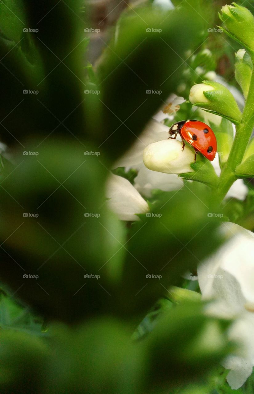 ladybug