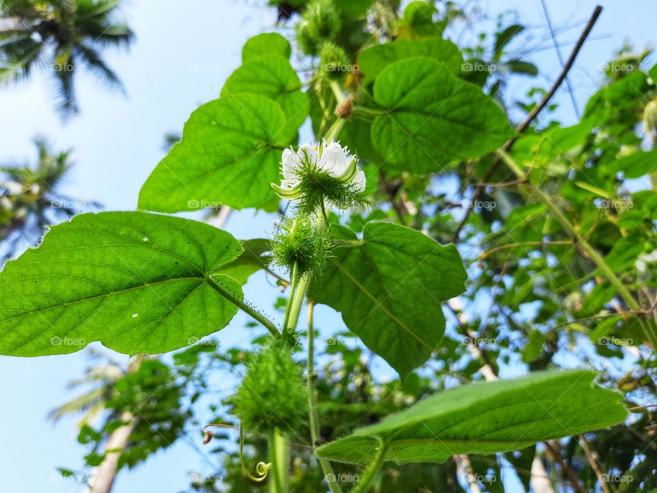 passiflora foetida flowers bloom beautifully