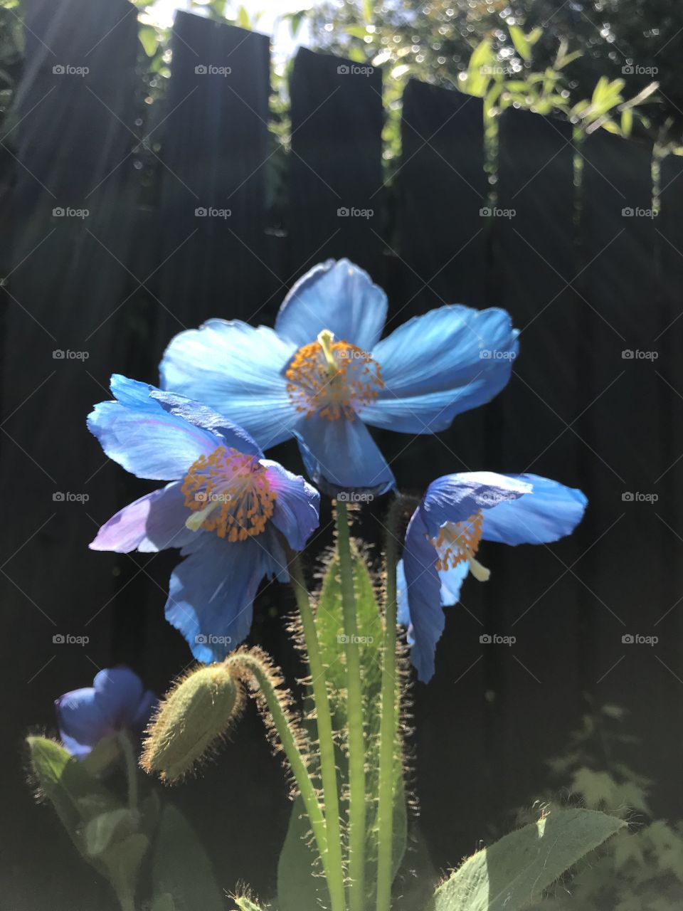 Blue flowers