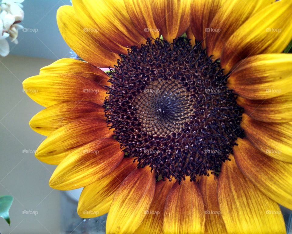Eye of the Sunflower. a closeup of a locally grown sunflower