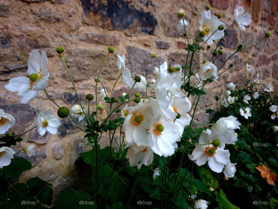 Herbst Blumen  , осеннии цветы  в парке