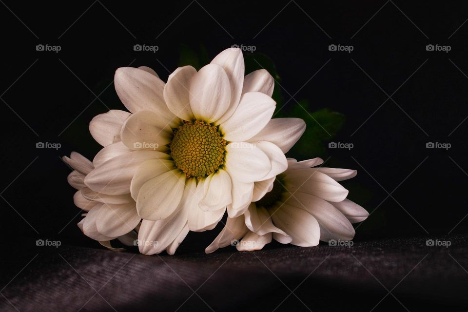 white flower on the dark background 