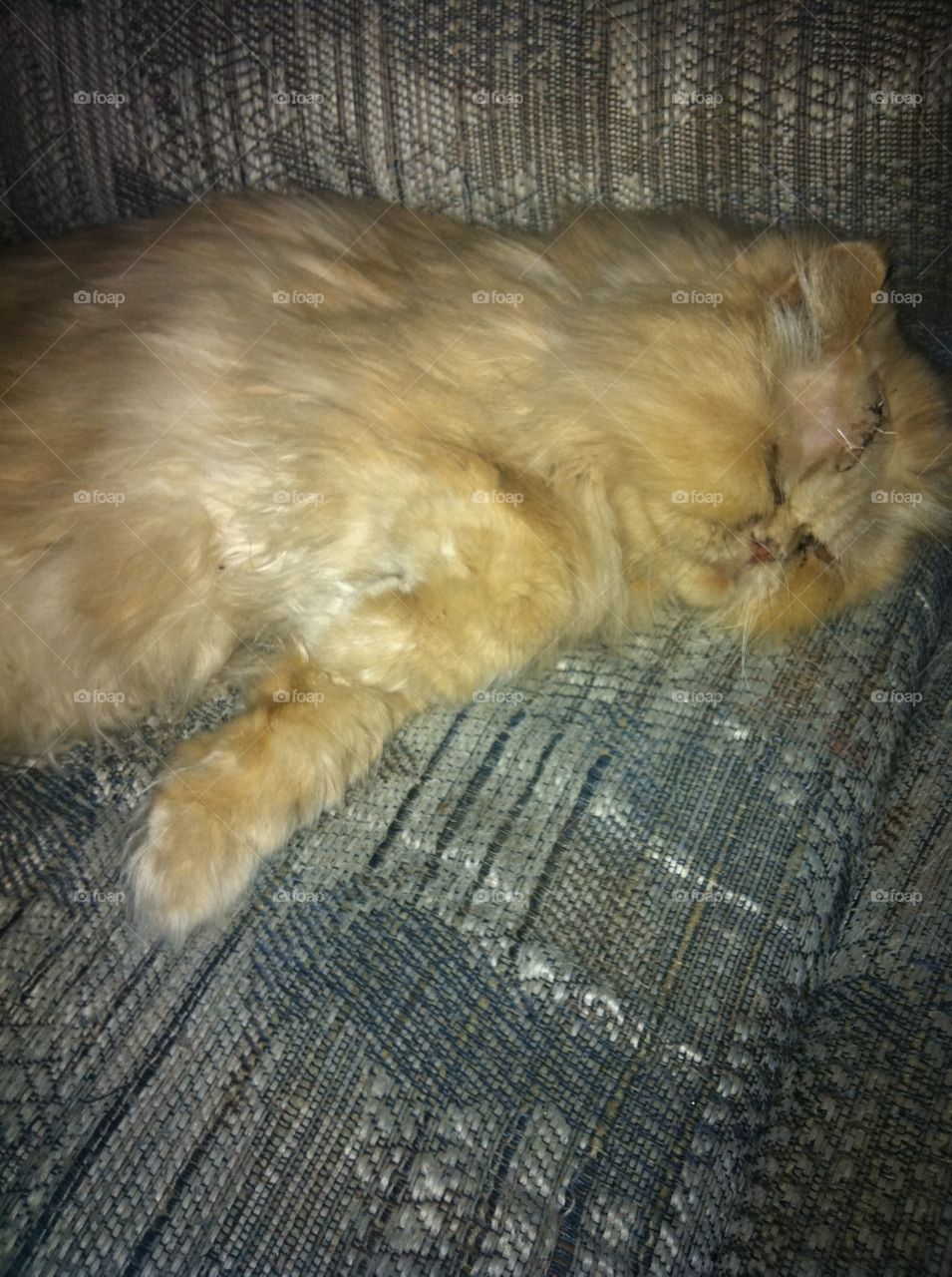 Life is so tough for my old Persian boy. He's a big lazy fur ball at the best of times, however here he was recovering from surgery, so the anesthetic was still affecting him. So there were many cat naps going on in my household.