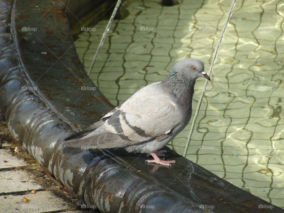 Pigeon in the fountain