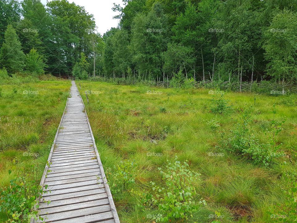 a wooden walking path through a summer field