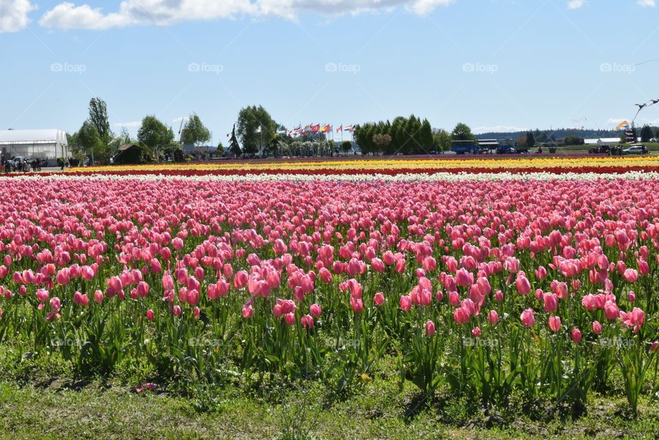 Tulips everywhere!