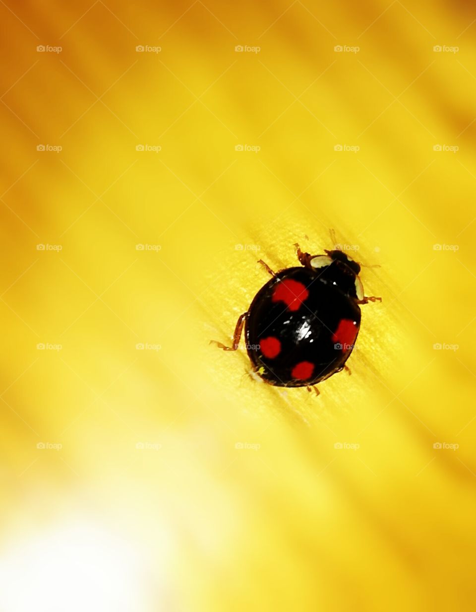 Ladybug, Insect, Beetle, Nature, Spider