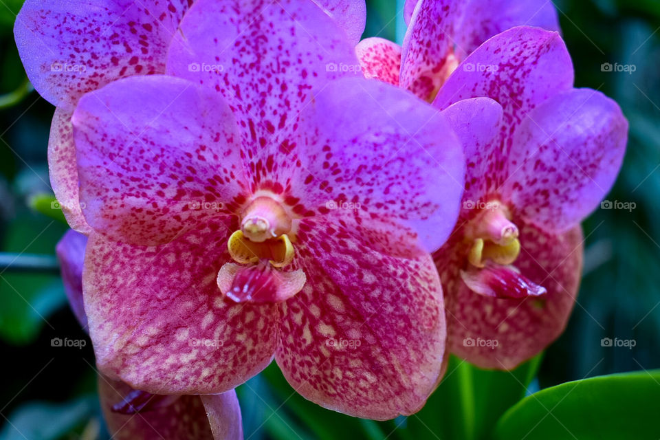 Vibrant orchid