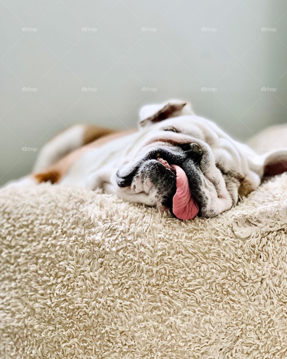 Bulldog on a Bean Bag