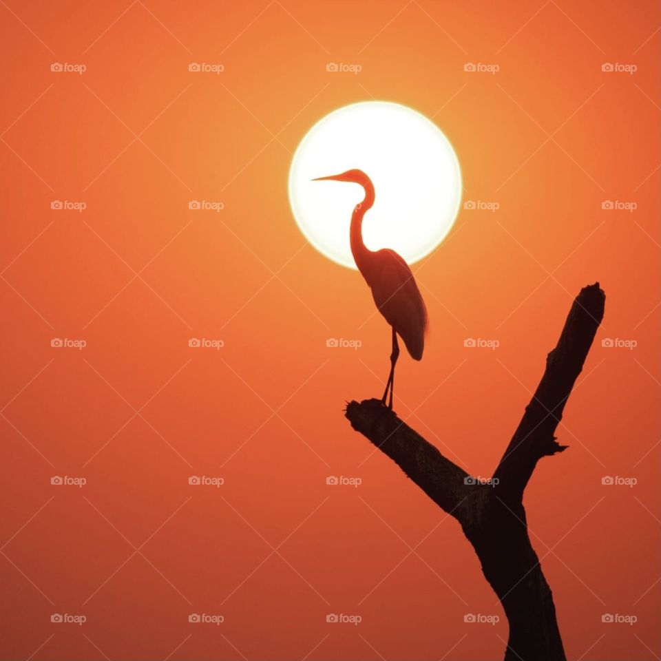 The sun discs at sunset