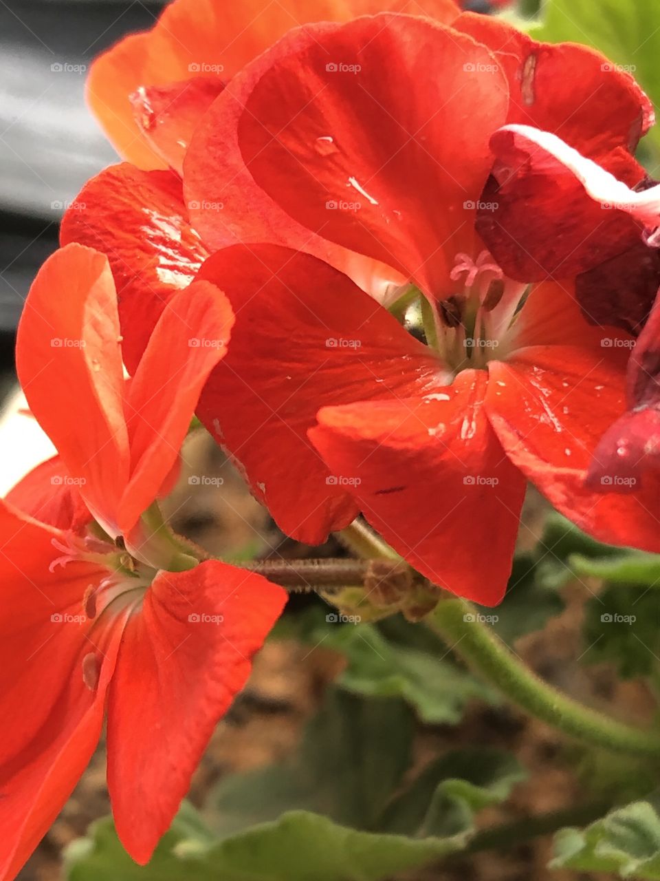 Flores vermelhas de perto