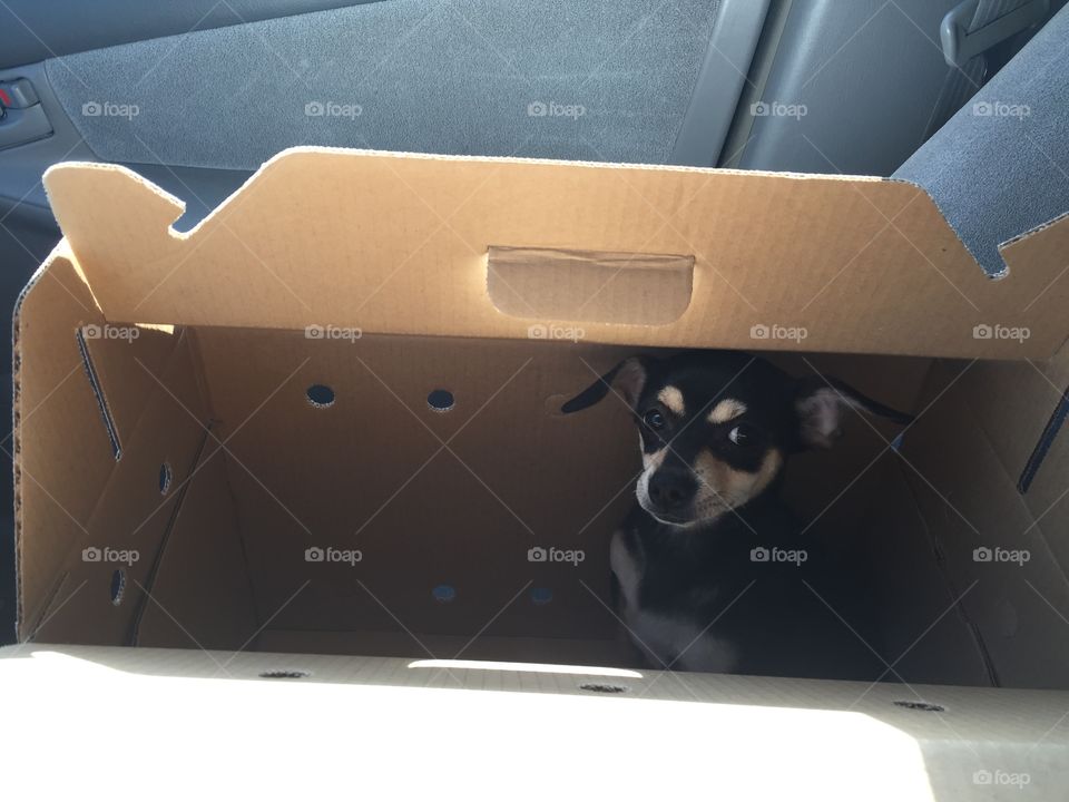 Taking new puppy home. Hid him in a box afraid he'd be scared and try to hide under the seat. After hearing no noise from him I opened the box to see he wasn't scared but happily inquisitive looking a bit like Dobby the Elf. 