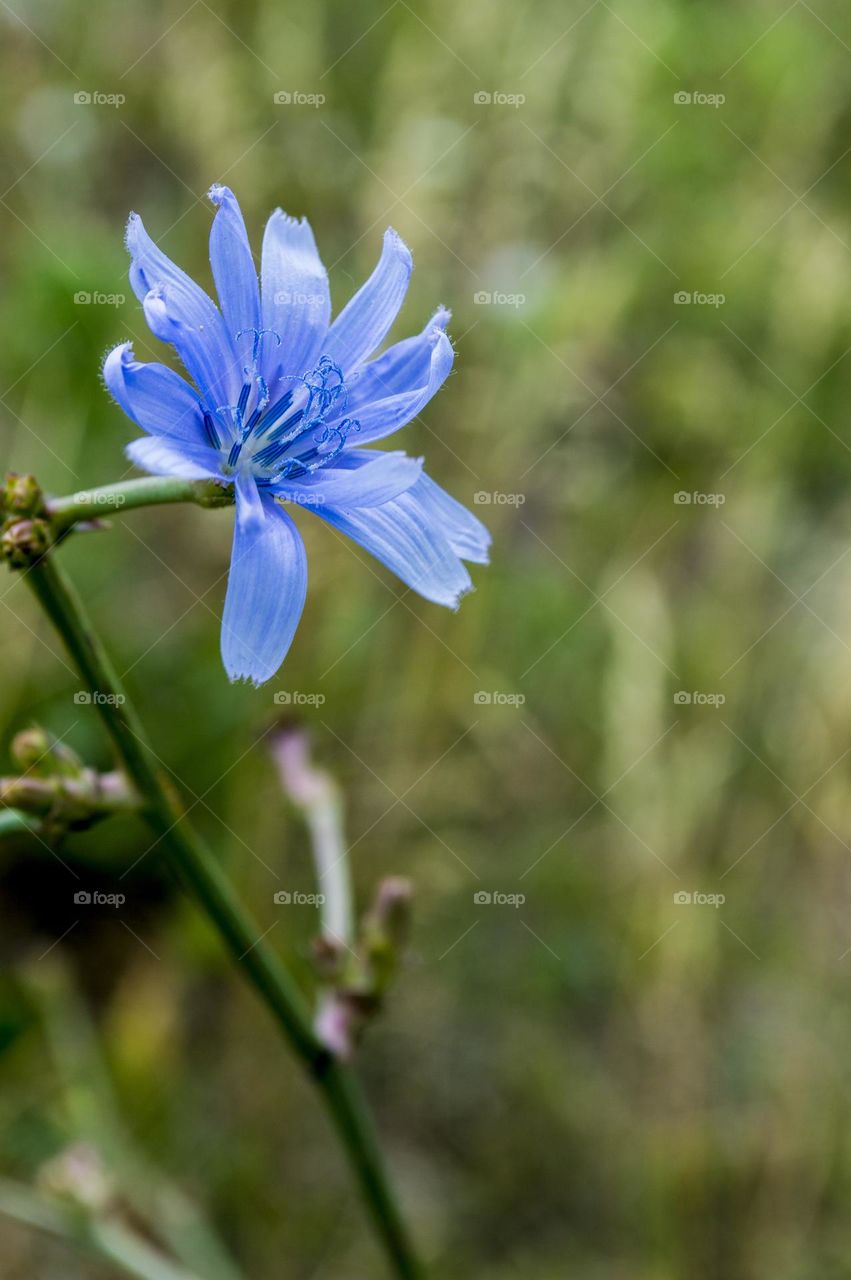 Chicory